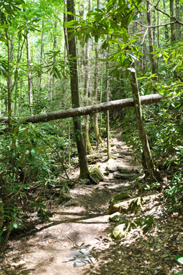 part of the trail