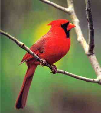 Cardinal - NC's state bird