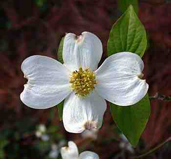dogwood - state flower of North Carolina