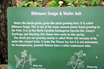 sign about Biltmore Sedge and Wafer Ash