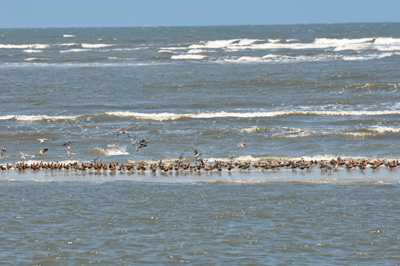 hundreds of birds on a sand reef