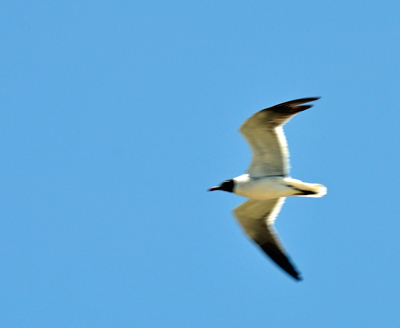 a bird flying overhead