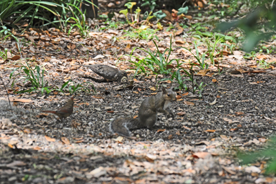 2 quails and a squirrel