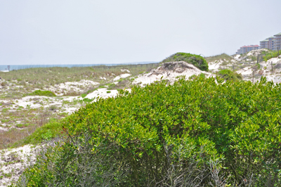 dunes as seen from the boardwalk