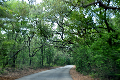 road within Fort Clinch State Park