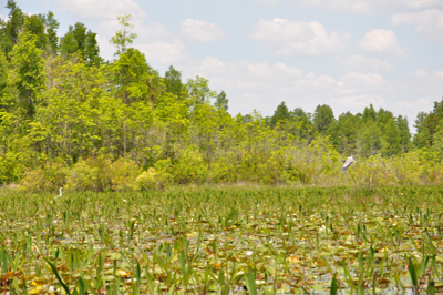 birds at Okefenokee Swamp