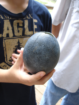 the  shell of an emu egg
