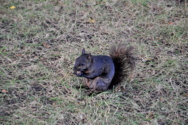 A black/gray squirrel
