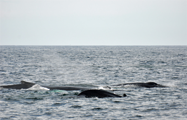 3 whales