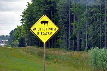 watch for moose sign