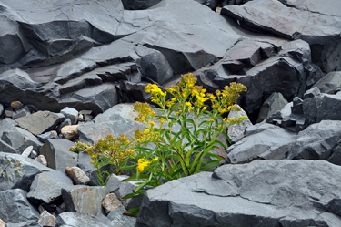flowers in the rocks