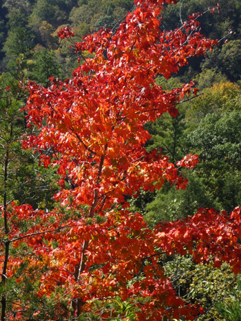 a beautiful red tree