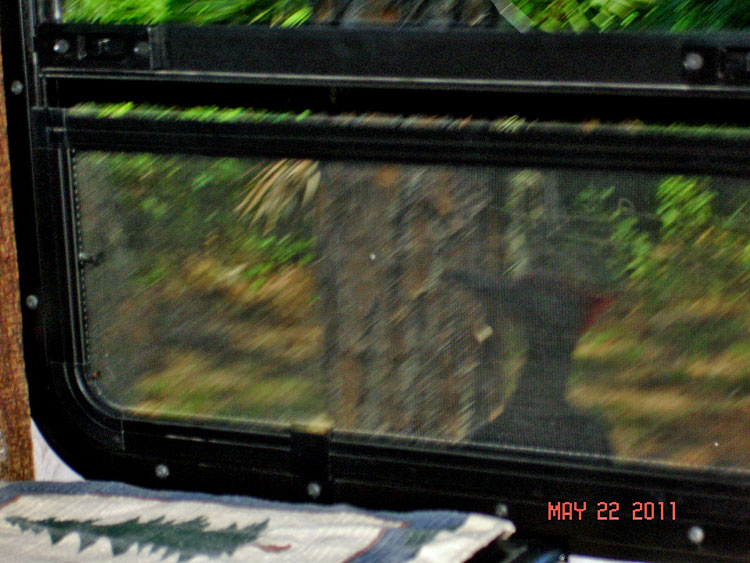 a woodpecker pecks at the window of the two RV Gyspies