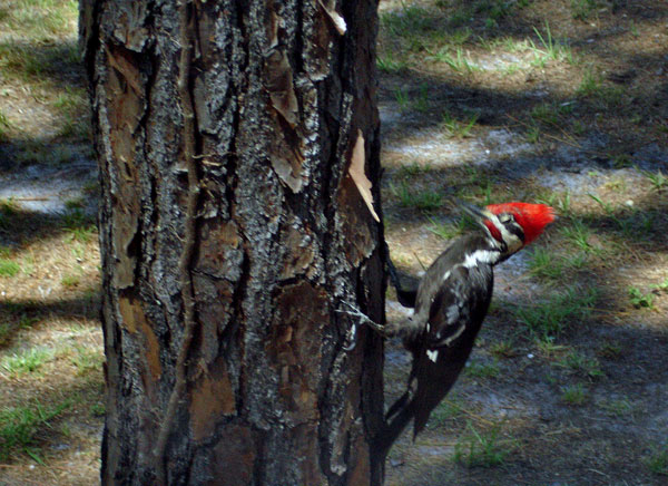 woodpecker then pecks the tree