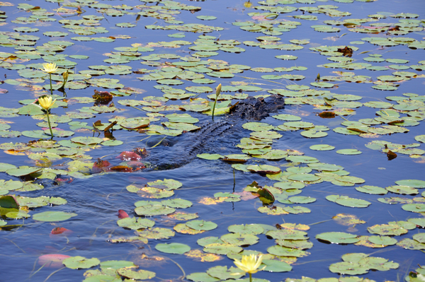 Lee Duquette photographs an alligator