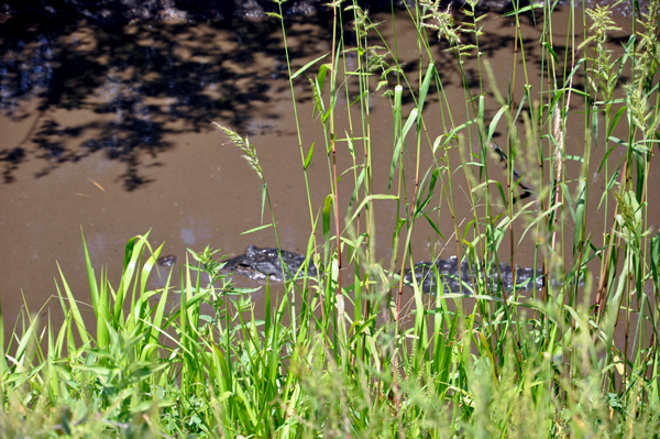 an alligator in a mud hole