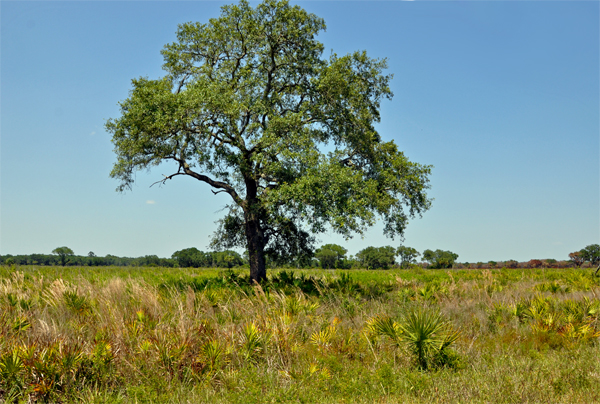 a lone tree on the prairie