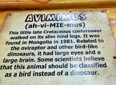 Avimimus at Dinosaur World
