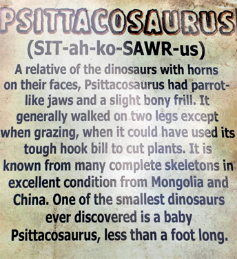 Psittacosaurus at Dinosaur World