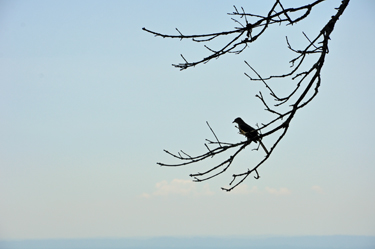 a bird in the tree