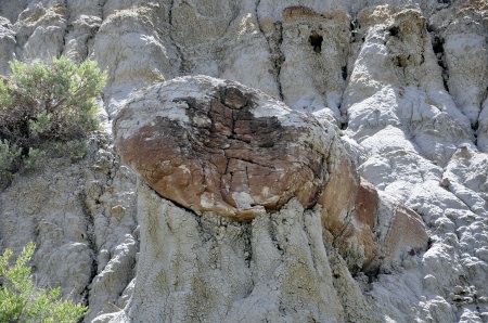 white rock formation with petrified wood