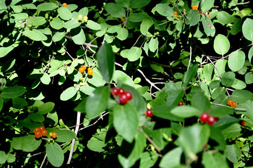 berries on the trees