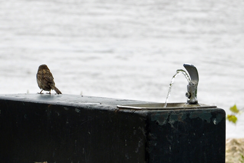 Bird drinking from water fountain