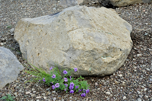 a rock and flowers