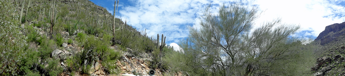 lots of cacti at Sabino Canyon