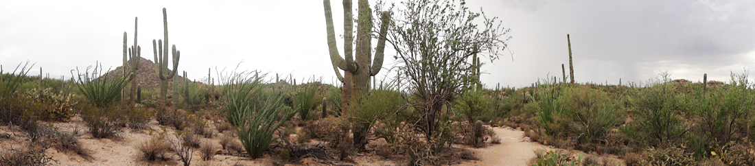 desert and cacti