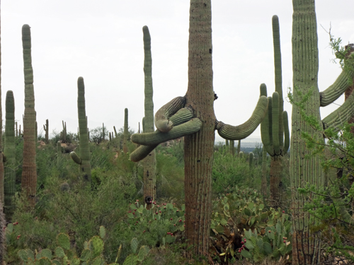 Saguaro cactus crossing arms