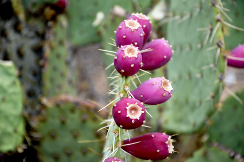 prickly pear with pink fruit