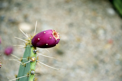 prickly pear with pink fruit
