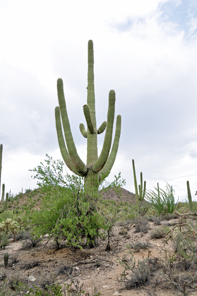 Saguaro cacti on The Sonoran Desert