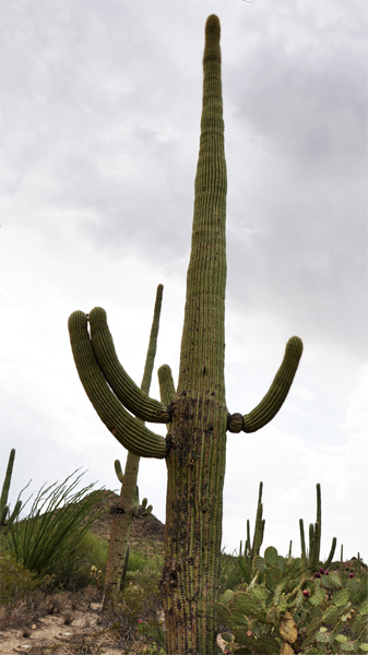 a Saquaro cactus looking very brown