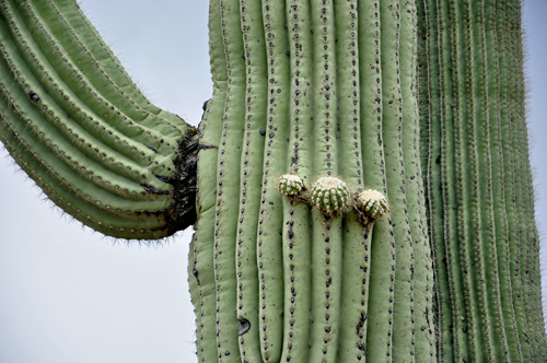 close-up of a cactus