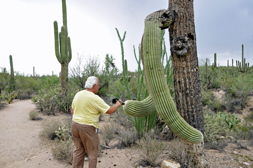 Lee Duquette and a broken arm of a Saguaro Cactus