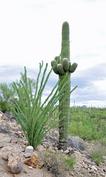 a Saguaro and a weed cactus