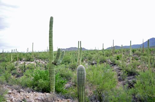 field of cacti
