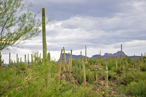 a field of cacti and a mountain in the background