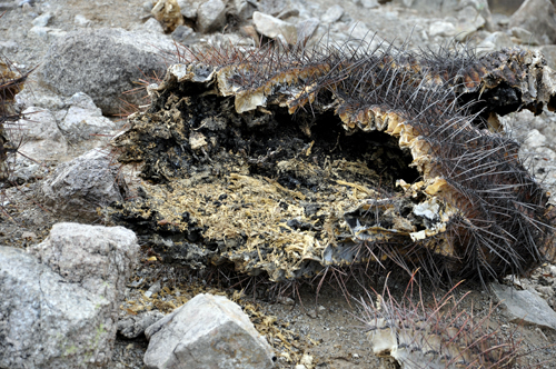 a barrel cactus that died