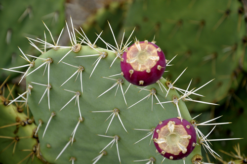 prickly pear cactus with fruit
