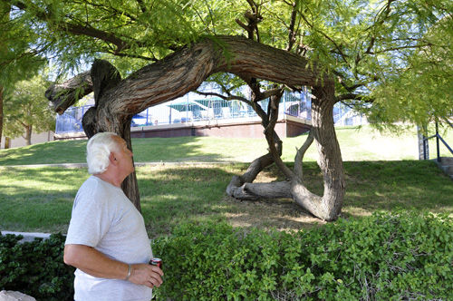 Lee Duquette checking out a tree at London Bridge