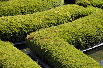 hedges at Getty's Central Garden