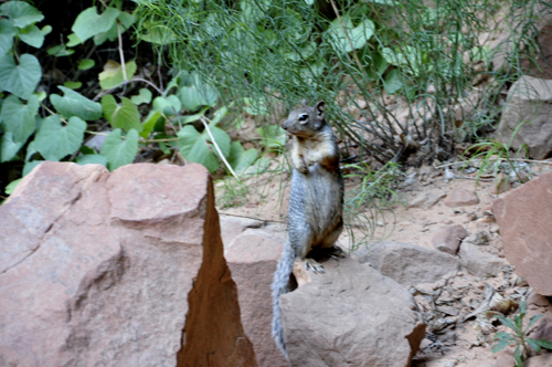 squirrel at Zion National Park