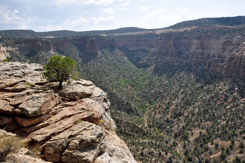 tree on a cliff at Ute Canyon Ovelook in Colorado National Monument