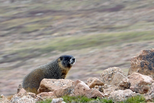 the Yellow-bellied Marmot