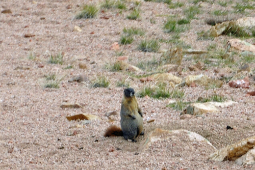 the Yellow-bellied Marmot