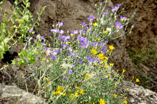 flowers at Mather Point
