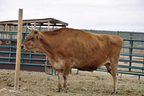 a big bull at Hualapai Ranch